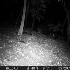 Phascolarctos cinereus (Koala) at Pappinbarra, NSW - 29 Sep 2021 by jonvanbeest