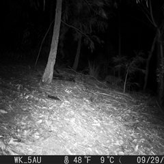 Phascolarctos cinereus at Pappinbarra, NSW - 29 Sep 2021 01:21 AM