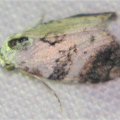 Unverified Noctuoid moth (except Arctiinae) at Abergowrie, QLD - 20 Oct 2008 by PJH123