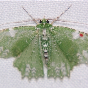 Eucyclodes fascinans (A Geometer moth (Geometrinae) at Abergowrie, QLD - 20 Oct 2008 by PJH123