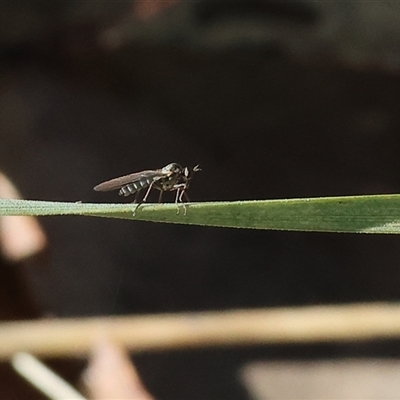 Unverified Crane fly, midge, mosquito or gnat (several families) at Wodonga, VIC - Today by KylieWaldon
