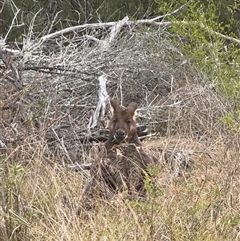 Osphranter robustus robustus (Eastern Wallaroo) at Orangeville, NSW - Today by belleandjason