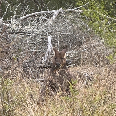 Osphranter robustus robustus (Eastern Wallaroo) at Orangeville, NSW - Today by belleandjason