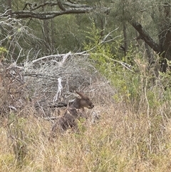 Osphranter robustus robustus at Orangeville, NSW - 30 Jun 2025 03:55 PM
