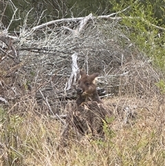Osphranter robustus robustus at Orangeville, NSW - 30 Jun 2025 03:55 PM