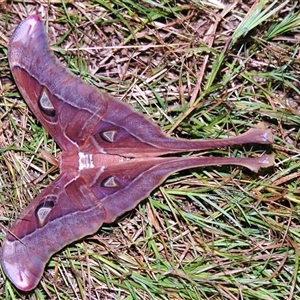 Coscinocera hercules (Hercules Moth) at Abergowrie, QLD - 20 Oct 2008 by PJH123