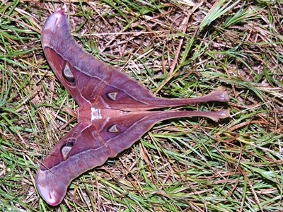 Coscinocera hercules (Hercules Moth) at Abergowrie, QLD - 20 Oct 2008 by PJH123