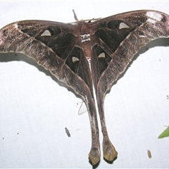 Coscinocera hercules at Abergowrie, QLD - 20 Oct 2008 09:37 PM