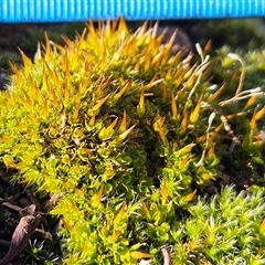 Unverified Moss, Liverwort or Hornwort at Hawker, ACT - 29 Jun 2025 by sangio7