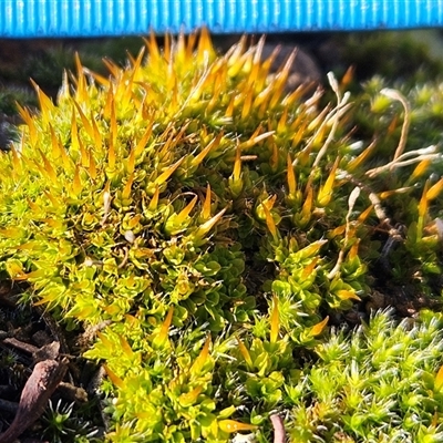 Unverified Moss, Liverwort or Hornwort at Hawker, ACT - 29 Jun 2025 by sangio7
