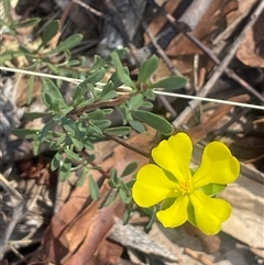 Hibbertia obtusifolia (Grey Guinea-flower) at Bolaro, NSW - 22 Mar 2025 by JaneR