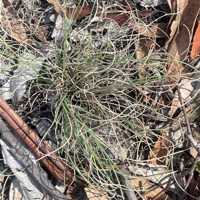 Carex bichenoviana (A Sedge ) at Bolaro, NSW - 22 Mar 2025 by JaneR