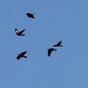 Corvus coronoides / mellori (Australian / Little Raven) at Burra, NSW - 29 Jun 2025 by AlisonMilton