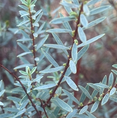 Pimelea pauciflora (Poison Rice Flower) at Bolaro, NSW - 22 Mar 2025 by JaneR
