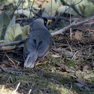 Manorina melanocephala at Burra, NSW - 29 Jun 2025 01:02 PM