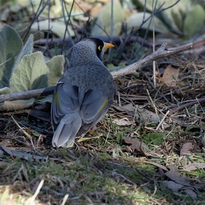 Manorina melanocephala (Noisy Miner) at Burra, NSW - Yesterday by AlisonMilton