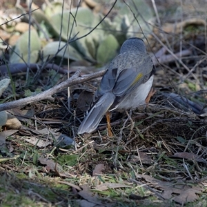 Manorina melanocephala at Burra, NSW - 29 Jun 2025 01:02 PM