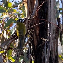 Nesoptilotis leucotis (White-eared Honeyeater) at Burra, NSW - Yesterday by AlisonMilton
