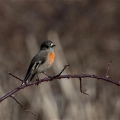 Petroica boodang (Scarlet Robin) at Burra, NSW - Yesterday by AlisonMilton