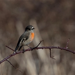 Petroica boodang (Scarlet Robin) at Burra, NSW - 29 Jun 2025 by AlisonMilton