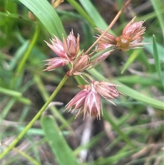 Juncus homalocaulis (A Rush) at Jembaicumbene, NSW - 17 Jan 2025 by JaneR