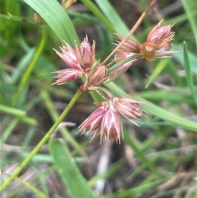 Juncus homalocaulis (A Rush) at Jembaicumbene, NSW - 17 Jan 2025 by JaneR