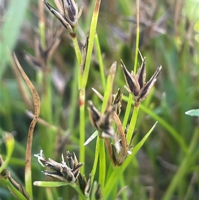 Schoenus apogon (Common Bog Sedge) at Jembaicumbene, NSW - 17 Jan 2025 by JaneR