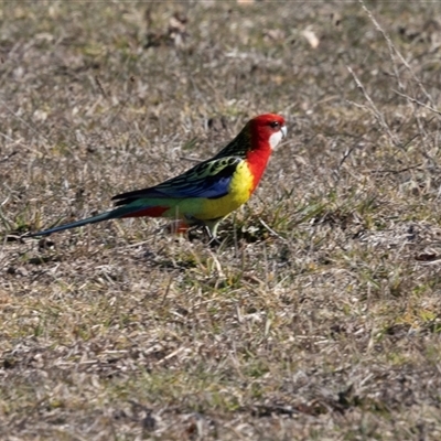 Platycercus eximius (Eastern Rosella) at Burra, NSW - 29 Jun 2025 by AlisonMilton