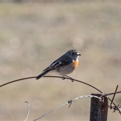 Petroica boodang (Scarlet Robin) at Burra, NSW - Yesterday by AlisonMilton