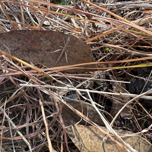 Keyacris scurra (Key's Matchstick Grasshopper) at Forde, ACT - 30 Jun 2025 by leith7