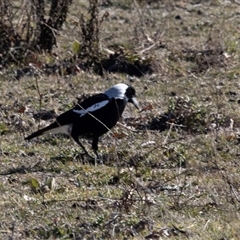 Gymnorhina tibicen (Australian Magpie) at Burra, NSW - 29 Jun 2025 by AlisonMilton