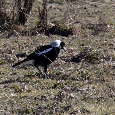 Gymnorhina tibicen (Australian Magpie) at Burra, NSW - 29 Jun 2025 by AlisonMilton