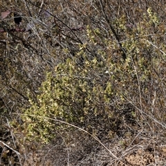 Melichrus urceolatus (Urn Heath) at Burra, NSW - 29 Jun 2025 by AlisonMilton
