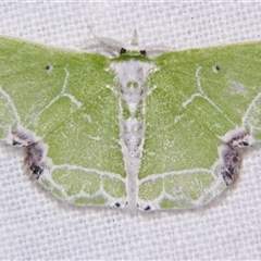 Protuliocnemis biplagiata (An Emerald moth (Geometrinae) at Abergowrie, QLD - 20 Oct 2008 by PJH123