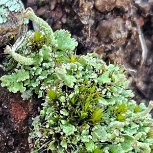 Cladonia sp. (genus) (Cup Lichen) at Hawker, ACT - 29 Jun 2025 by sangio7