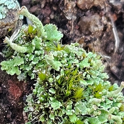 Cladonia sp. (genus) (Cup Lichen) at Hawker, ACT - 29 Jun 2025 by sangio7