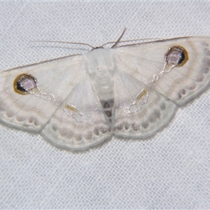 Problepsis apollinaria (A Geometrid moth (Sterrhinae) at Abergowrie, QLD - 20 Oct 2008 by PJH123