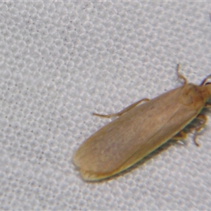 Eilema plana (Little White Lichen Moth) at Abergowrie, QLD - 20 Oct 2008 by PJH123