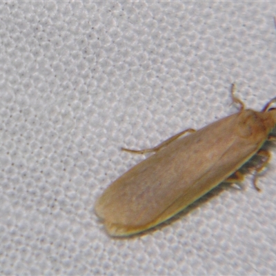 Eilema plana (Little White Lichen Moth) at Abergowrie, QLD - 20 Oct 2008 by PJH123