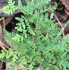 Cheilanthes austrotenuifolia (Rock Fern) at Crowther, NSW - Yesterday by Frecko