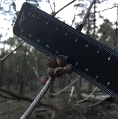 Eucalyptus goniocalyx (Bundy Box) at Crowther, NSW - Yesterday by Frecko
