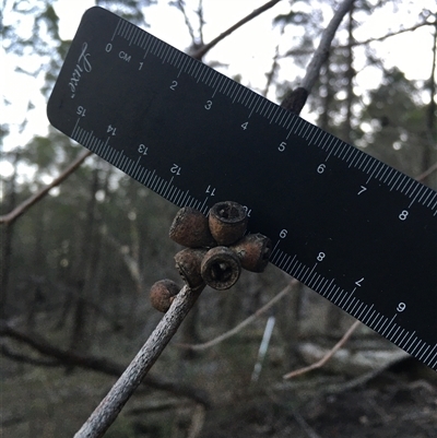 Eucalyptus goniocalyx (Bundy Box) at Crowther, NSW - Yesterday by Frecko