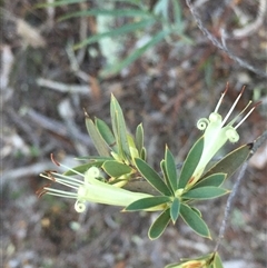 Styphelia triflora (Five-corners) at Crowther, NSW - Yesterday by Frecko