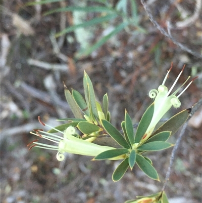 Styphelia triflora (Five-corners) at Crowther, NSW - Yesterday by Frecko