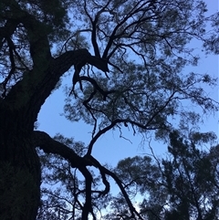 Eucalyptus sideroxylon (Mugga Ironbark) at Crowther, NSW - Yesterday by Frecko