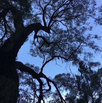 Eucalyptus sideroxylon (Mugga Ironbark) at Crowther, NSW - Yesterday by Frecko