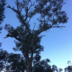 Eucalyptus polyanthemos (Red Box) at Crowther, NSW - Yesterday by Frecko