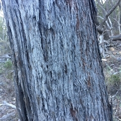 Eucalyptus macrorhyncha (Red Stringybark) at Crowther, NSW - Yesterday by Frecko