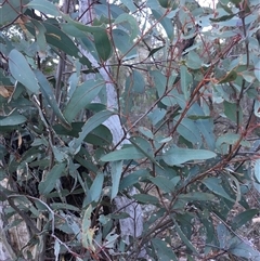 Eucalyptus rossii (Inland Scribbly Gum) at Crowther, NSW - Yesterday by Frecko