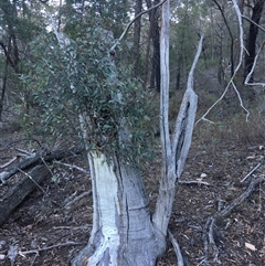 Eucalyptus rossii at Crowther, NSW - 30 Jun 2025 04:12 PM